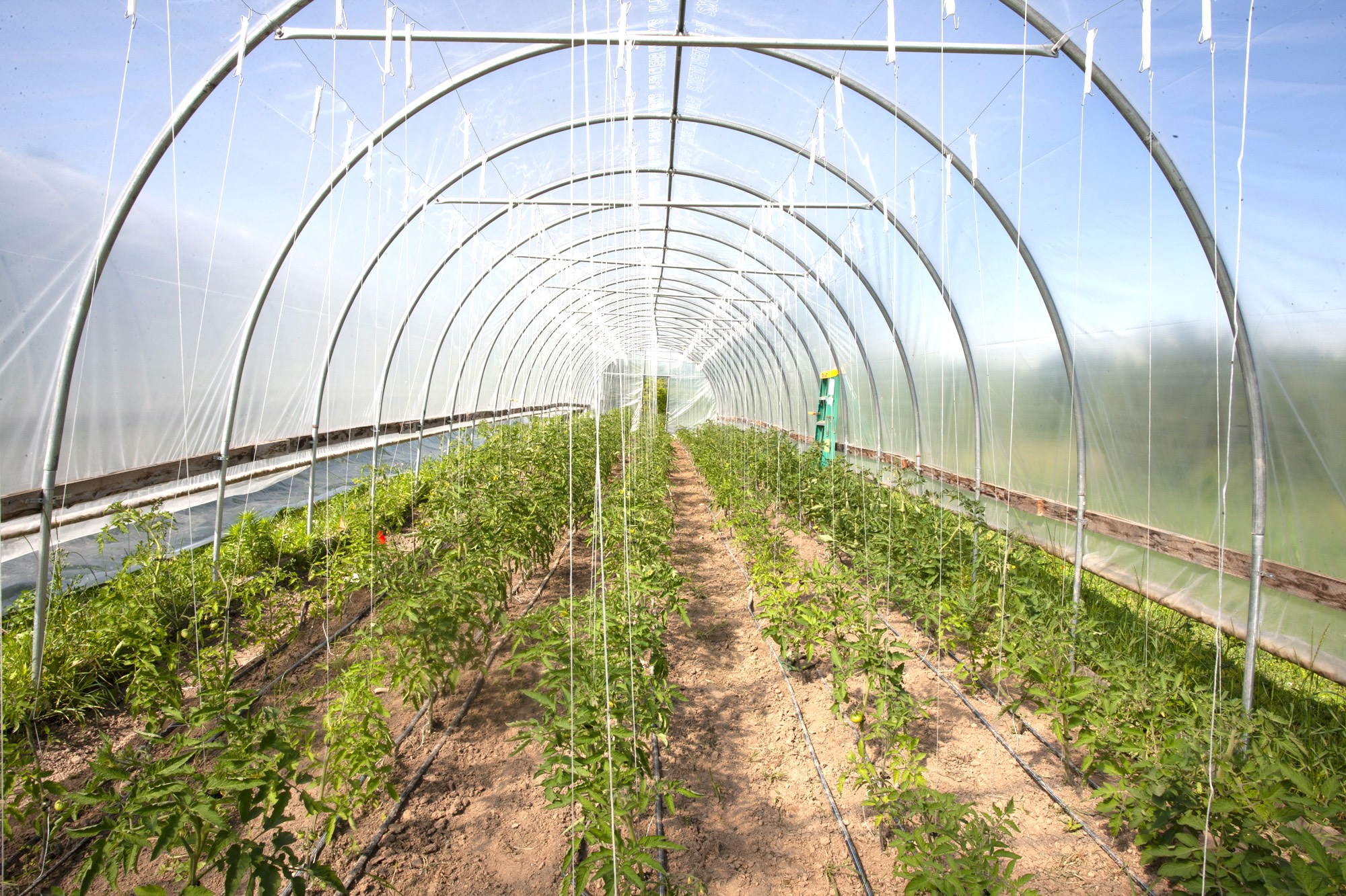A photo of tomatoes growing in a greenhouse at Avrom Farm
